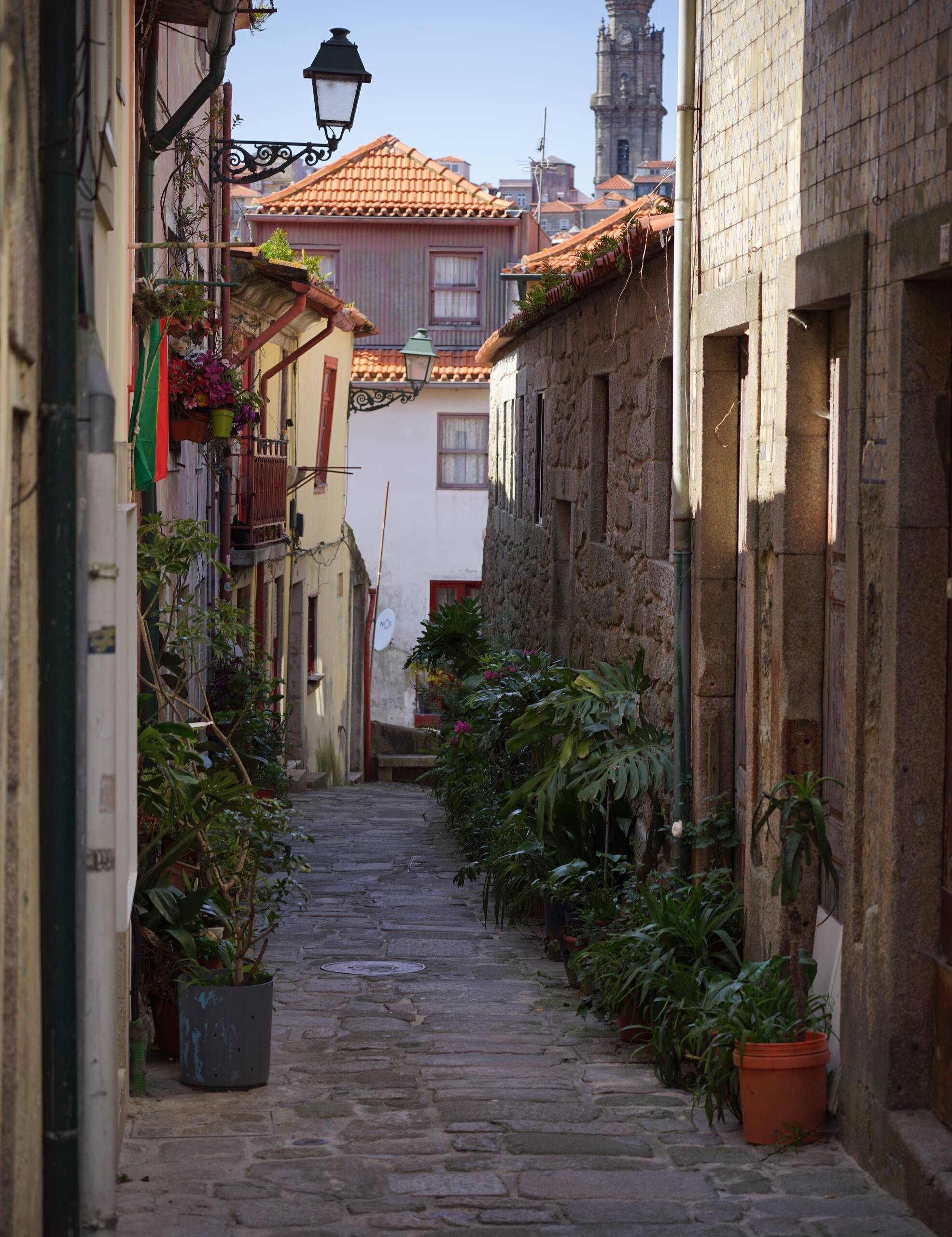 An image of plants in alleyway.